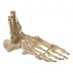 Somso Skeleton Foot in best quality